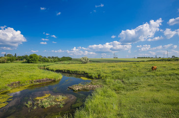Fototapeta na wymiar green grass, river, clouds and cows