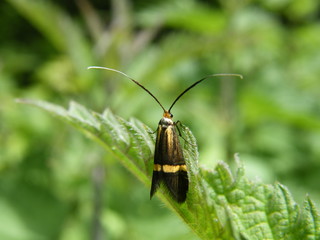 Female Longhorn Moth