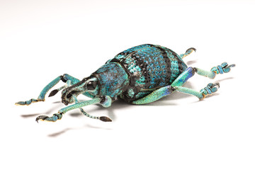 Rüsselkäfer Eupholus auf weiß