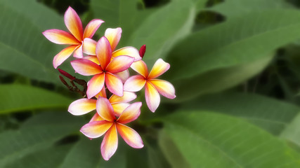 Obraz premium Deep of field Orange plumeria on a green leaf background