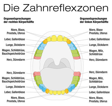 Teeth reflexology chart - permanent teeth and their corresponding internal organs. Isolated vector illustration over white background. GERMAN LABELING!