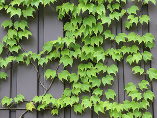 ツタのからまる壁面