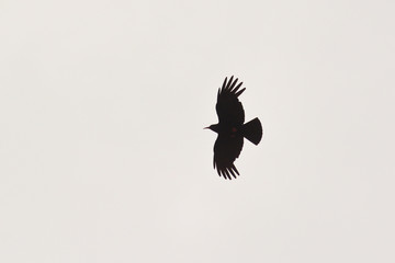 gracchio corallino (Pyrrhocorax pyrrhocorax) silhouette in volo