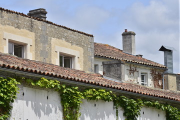Lierre entre  les volets sous la corniche d'une vieille bâtisse à Jarnac-sur-Charente
