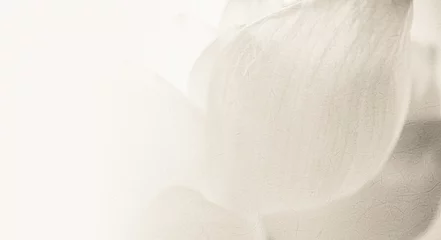 Crédence de cuisine en verre imprimé fleur de lotus lotus de couleur douce dans une couleur douce et un style flou sur la texture du papier de mûrier