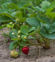 Organic strawberries on a plant in a garden