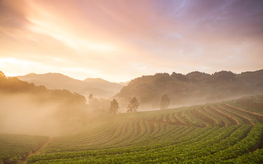 Obraz premium Strawberry garden at Doi Ang Khang , Chiang Mai, Thailand