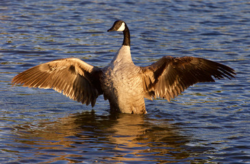Fototapeta premium Beautiful Canada goose on the sunny evening