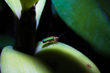 insect