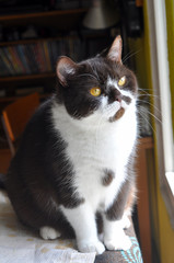 British chocolate cat