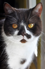 British chocolate cat