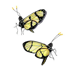 Set of two watercolor yellow butterfly