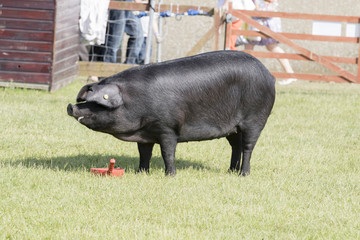 pig being judged