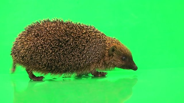 hedgehog on the green screen