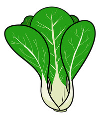 Pak Choi/Bok Chay (Chinese Cabbage, a hand drawn vector illustration of a fresh pak choi (also known as chinese cabbage), isolated on a white background (editable).