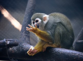 Cute squirrel monkey with food