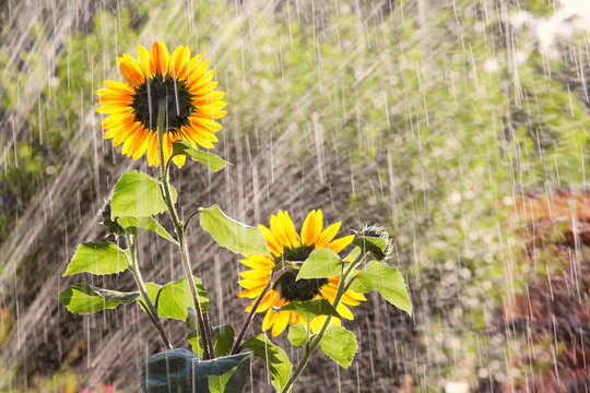 Beregnung des Gartens, Sonnenblumen