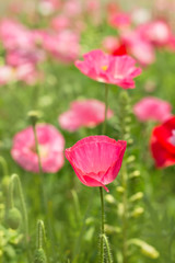 Obraz premium 양귀비