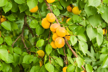 Плоды абрикоса