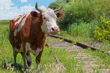 Cow and railway