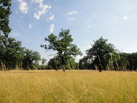 Eichwald
