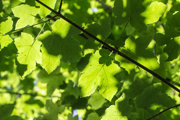 The foliage of trees in the sun