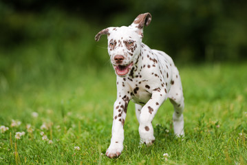 happy brown dalmatian puppy running outdoors - obrazy, fototapety, plakaty