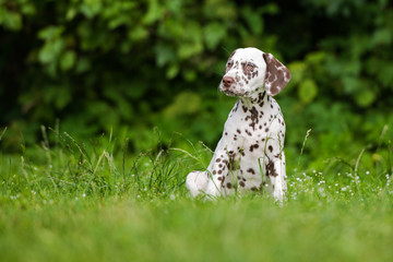 brown dalmatian puppy sitting on grass © otsphoto