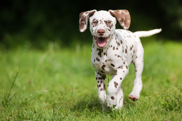 happy dalmatian puppy running outdoors in summer - obrazy, fototapety, plakaty