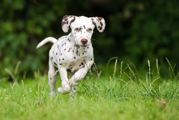 happy brown dalmatian puppy running outdoors - obrazy, fototapety, plakaty