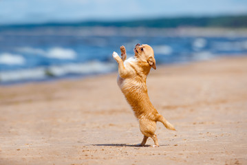 funny red chihuahua dog dancing on the beach