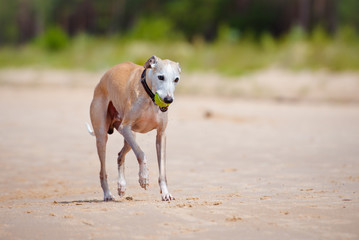 whippet dog playing with a tennis ball