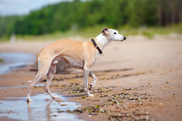 whippet dog walking on the beach