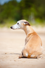 red whippet dog lying down on sand