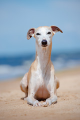 adorable whippet dog lying down on the beach