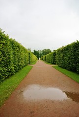 Аллея после дождя