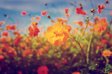 Obraz premium marigold yellow Beautiful popular crop.