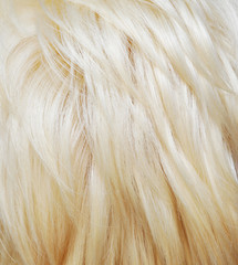 Hair