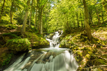 Forêt des Pyrénées France
