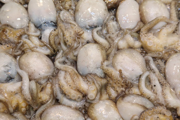 background of ctopus  in a  market