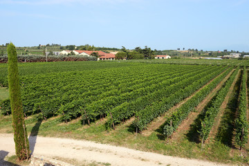 Fototapeta na wymiar Landscape view of a neat summer vineyard
