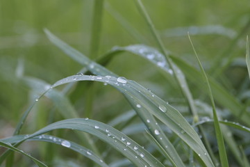 Gras