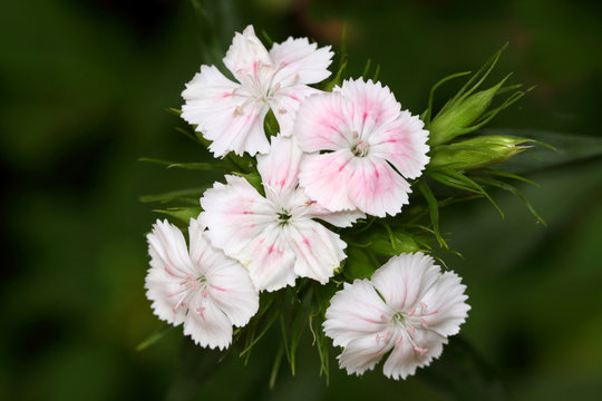 Dianthus Barbatus