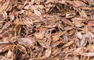 Dry squid in Thai market.