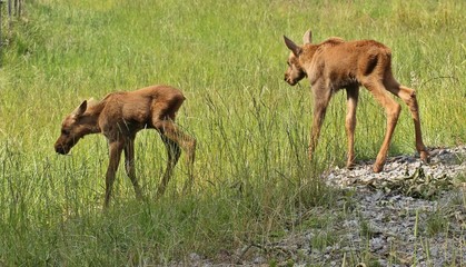 11 Tage alte Elchzwillinge
