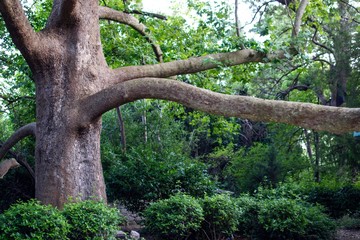 Большое дерево в парке