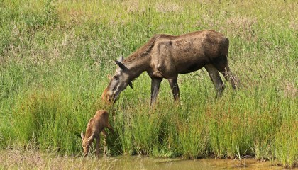 Elchkuh (Alces alces) mit 11 Tage alten Zwillingen
