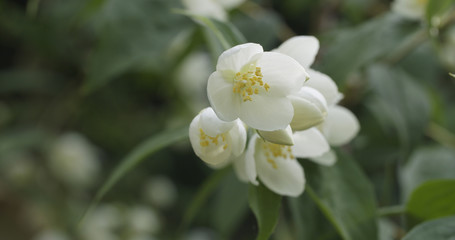 Naklejka na ściany i meble jasmine flowers in bloom outdoor photo