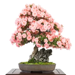 Photo sur Plexiglas Bonsaï Azalée en bonsaï à fleurs roses