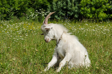 Obraz premium Goat